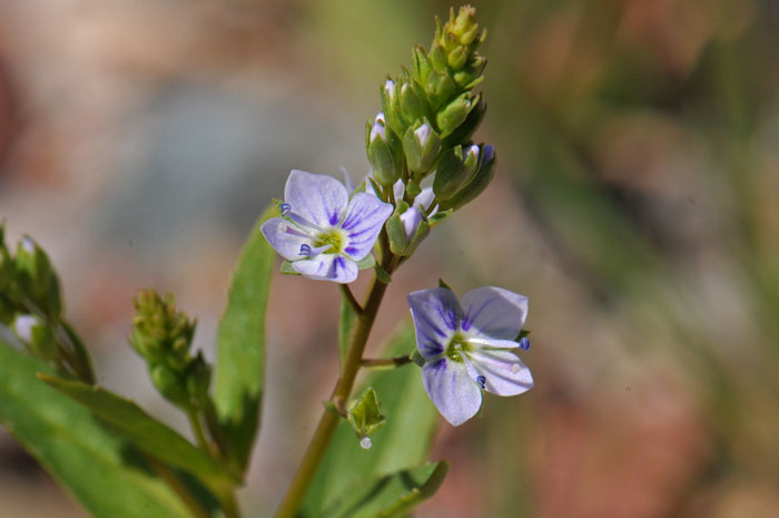 Water Speedwell flowers may be white, purple or pinkish. This species blooms from March through September. Veronica anagallis-aquatica